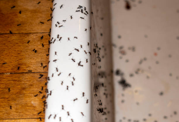 Pest Control Cost in Palm Bay, FL